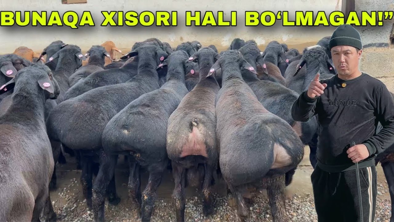 “VANIHOYAT! 😱 Rivojiddin akada DAXSHAT XISORI QOZILAR KELDI — NARX ARZON!” 
