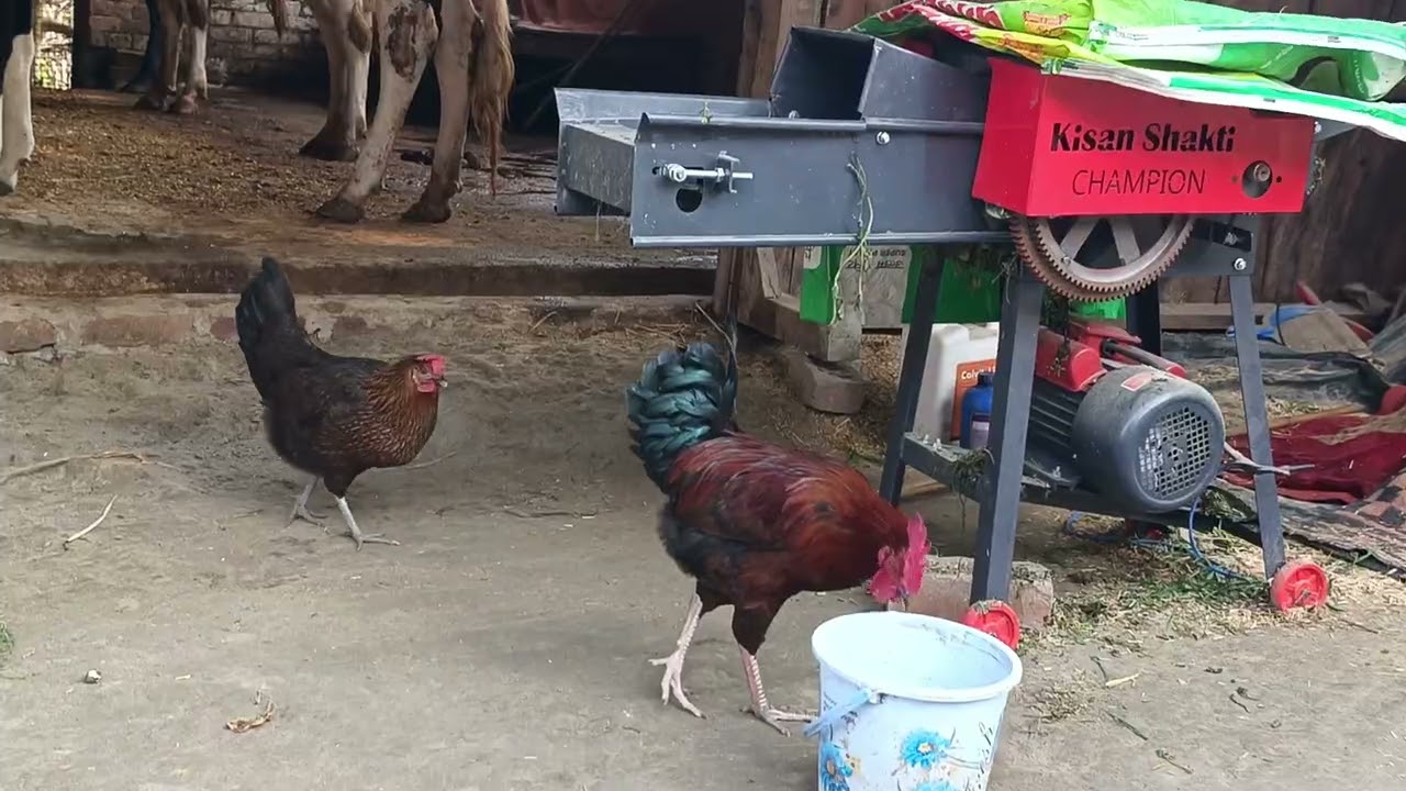 Small Cow Dairy Farm Tour | Real Life Dairy गांव की डेयरी फार्म