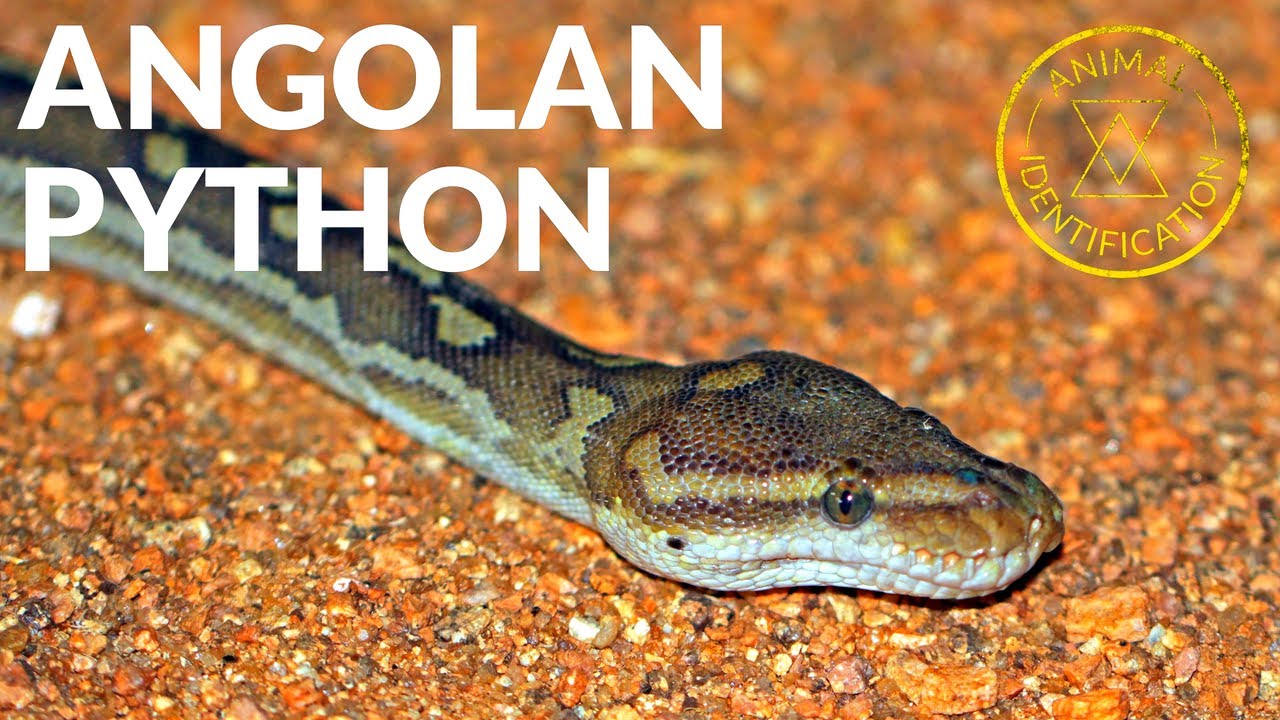 Rarest African Python In the Wild!