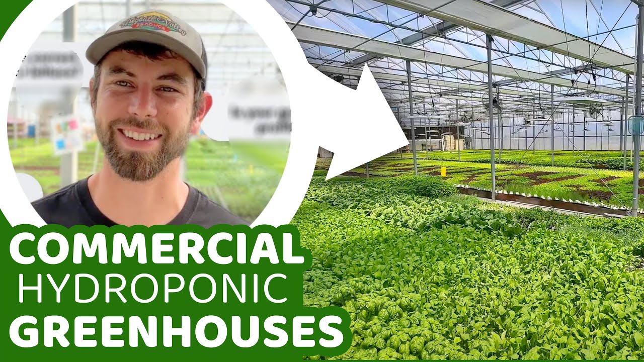 The Commercial Hydroponic Greenhouse Business with Trent from Green Ease