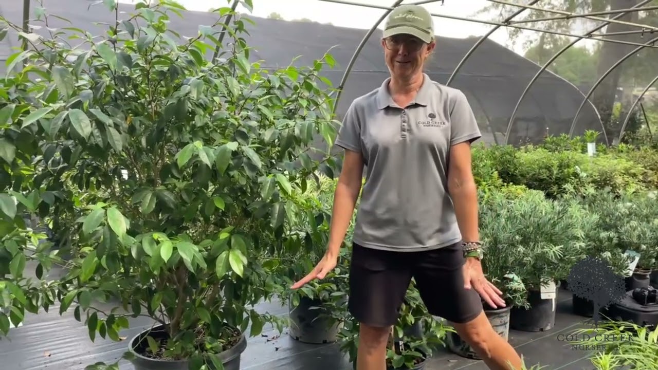 Discover the Magic of the Banana Shrub!