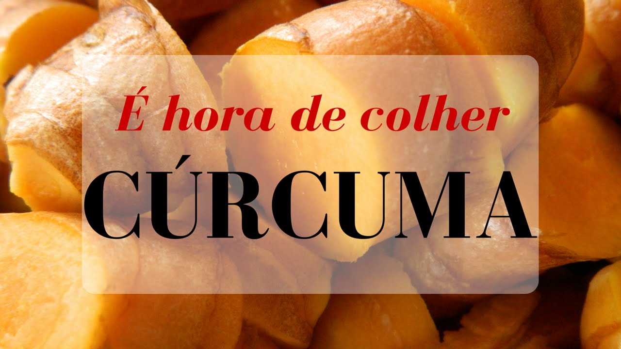 Curcuma - colheita e conservação