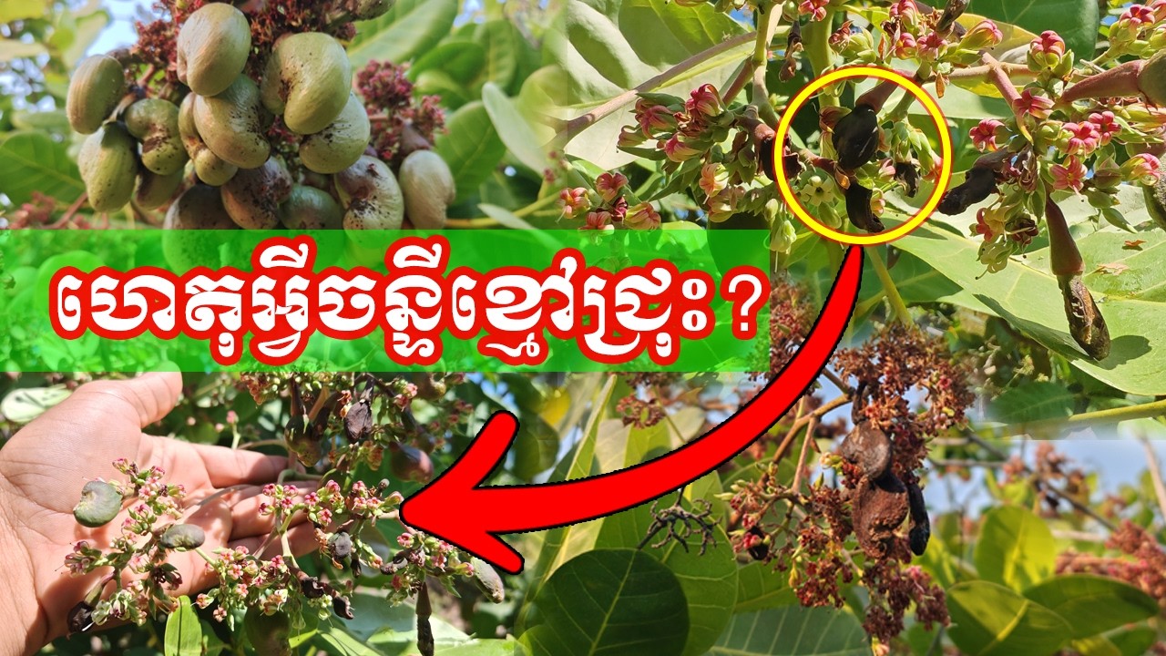 កុំមើលរំលង! ហេតុអ្វីចន្ទីខ្មៅជ្រុះ? ដំណោះស្រាយដែលកសិករត្រូវដឹង!