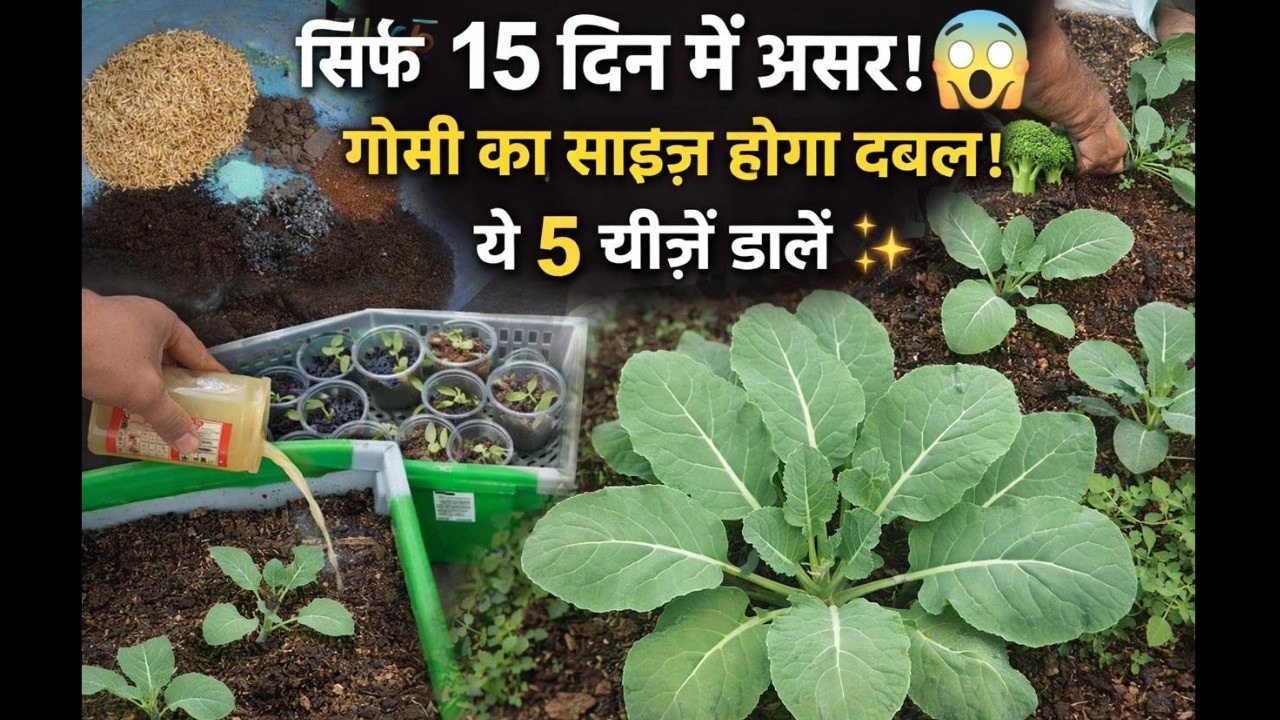 गोभी का फूल होगा 2 गुना बड़ा! बस ये गुप्त खाद डालें 🌱