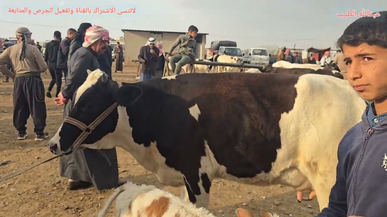 سوق البقر في الموصل علوة الايمن #سوق #مواشي #بقر #بقرة #حلاب #حليب #هولشتاين #فريزي #عبدالله_الطيب
