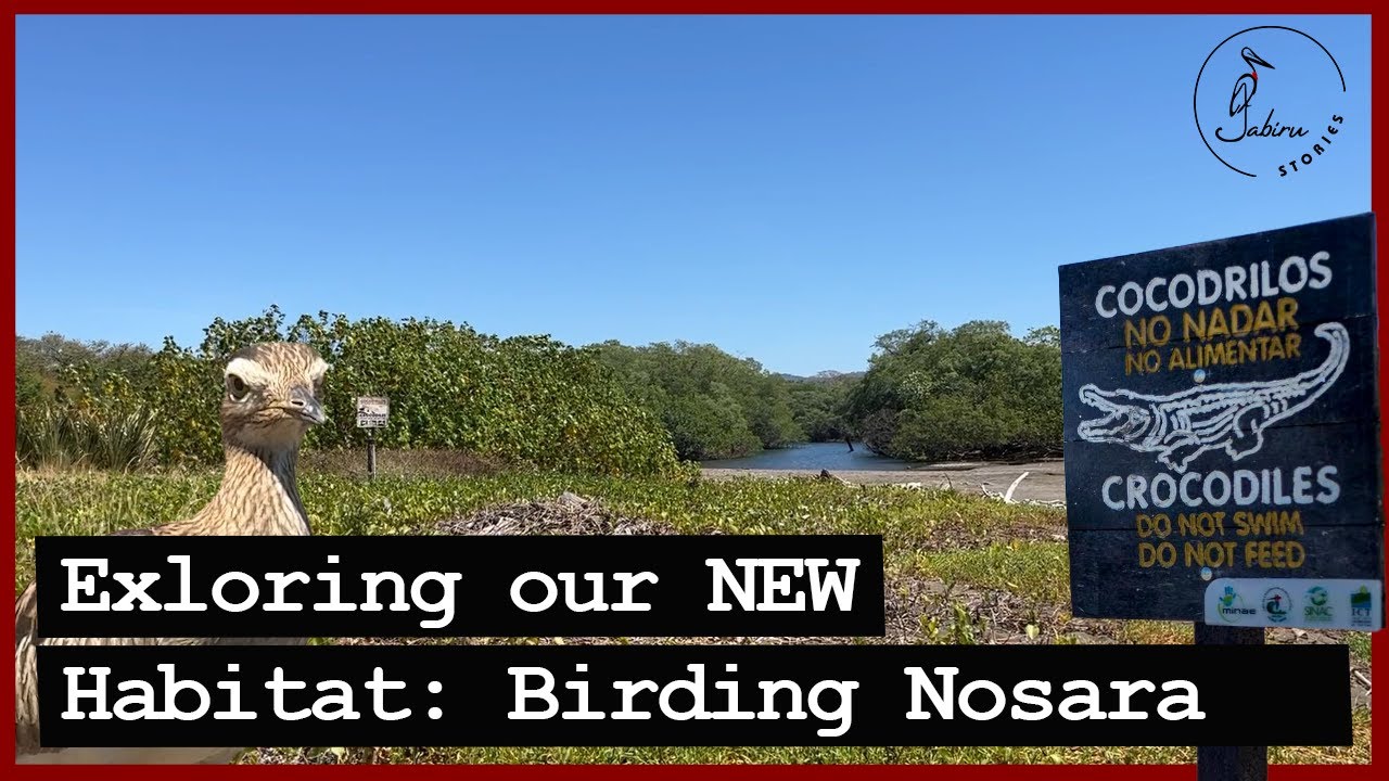 Exploring Our New Habitat | Birdwatching Spots in Nosara, Costa Rica