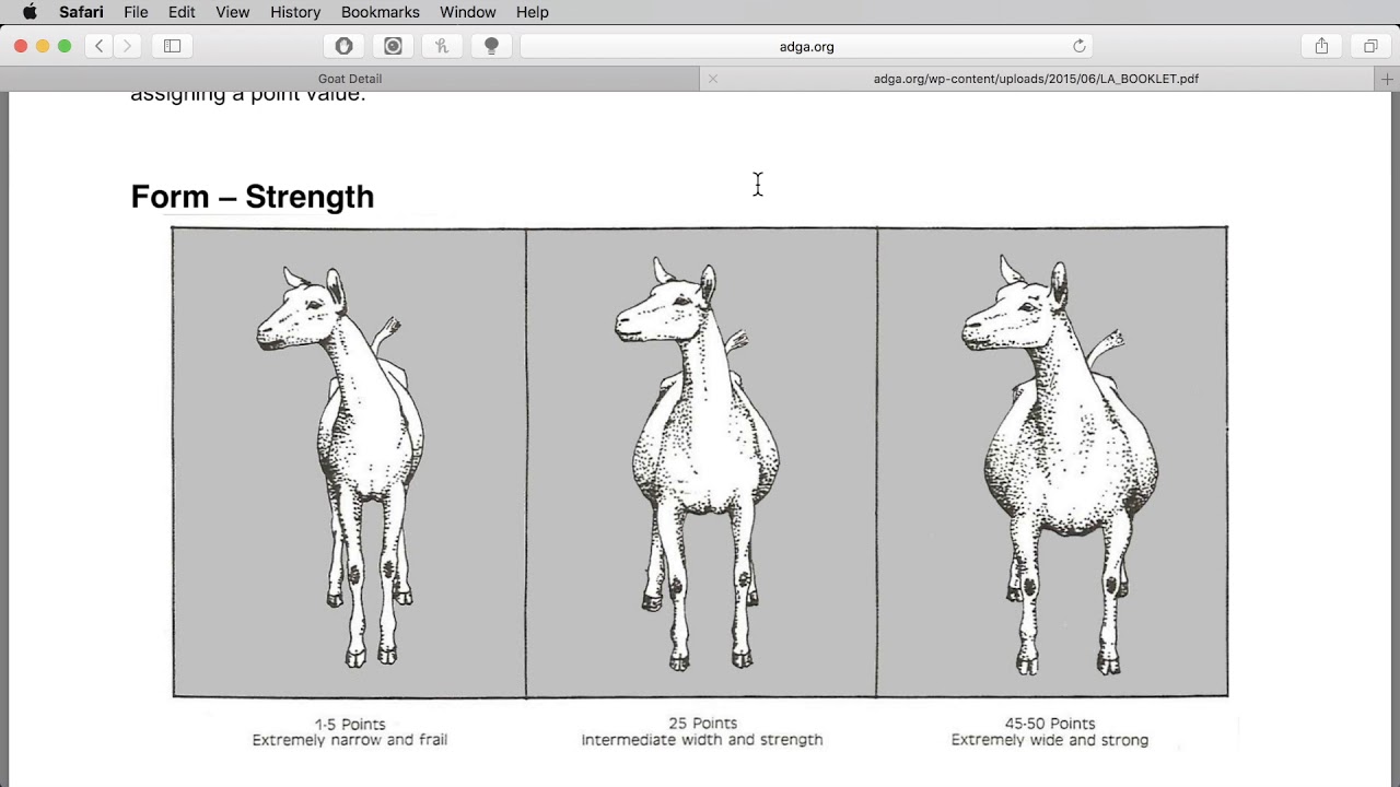 How We Pick Out Dairy Goats Using ADGA Performance Programs