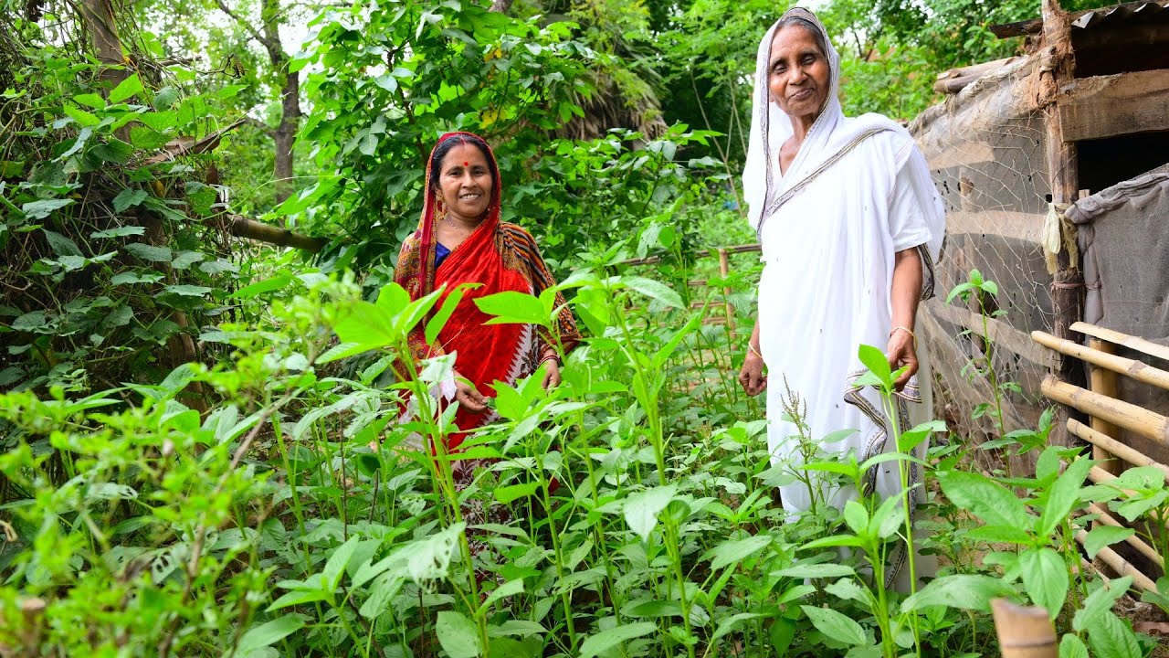 গাছের কচি পাট পাতার ডাল রান্না গরমের সেরা ডাল রেসিপি | Summer season Pat Daal recipe village style