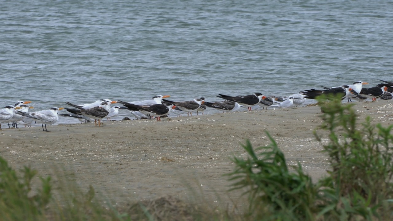 Skimmers, Terns, and Gulls at Assateague (Chincoteague & Assateague 2025)