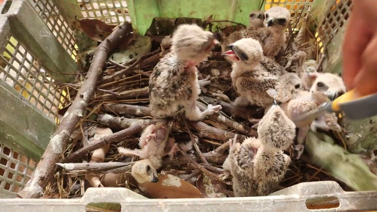 Little Kite, Big Voice: Waking up with a Hungry Raptor Chick