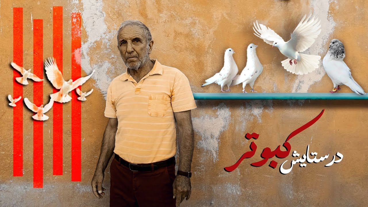مستند در ستایش کبوتر ۲