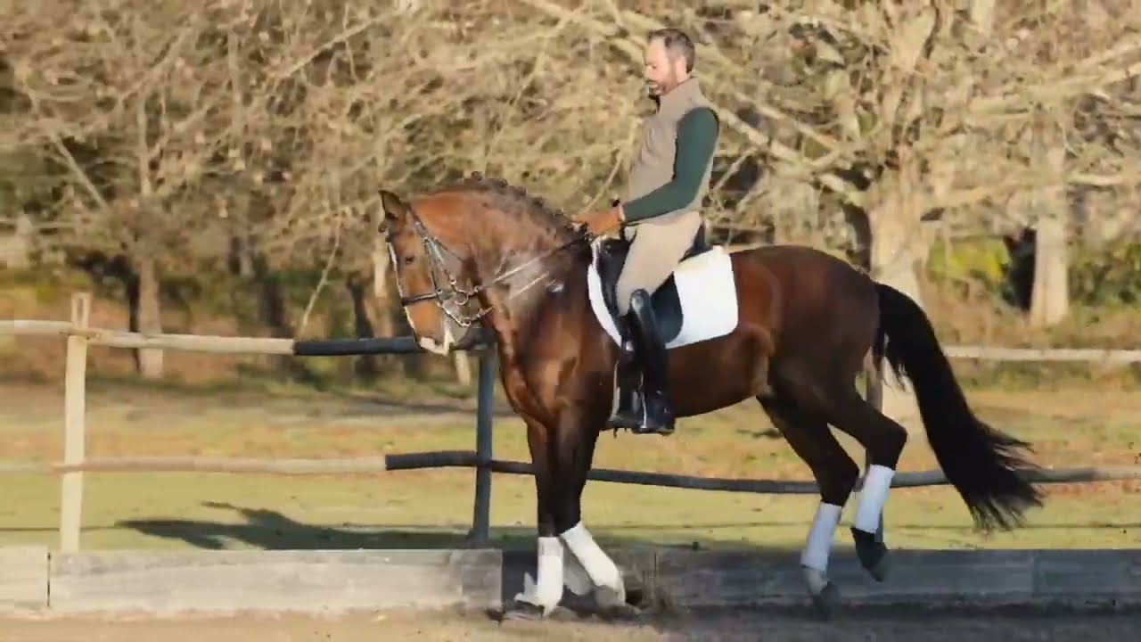 11 yr old 15.3h Bay Lusitano stallion schooling GP for European market!