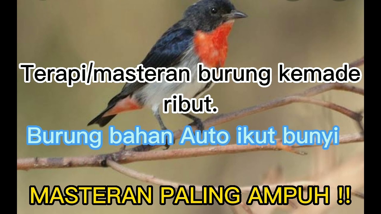 Terapi/masteran burung kemade banyak teorinya,kemade bahan Auto ikut bunyi. #kemadegacor #masteran