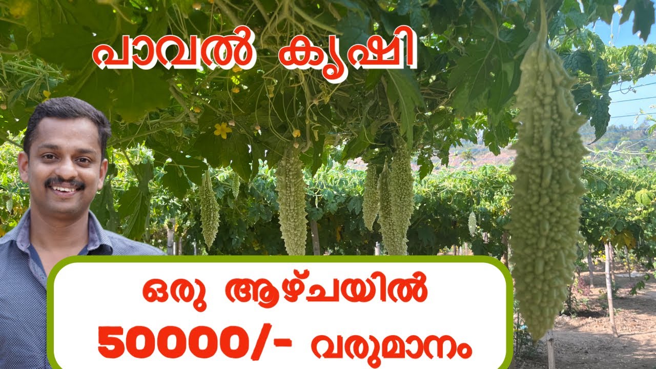 പാവല്‍ കൃഷി #paval krishi #Bitter Gourd Cultivation # Bitter Gourd farm in kerala #vegitable farm
