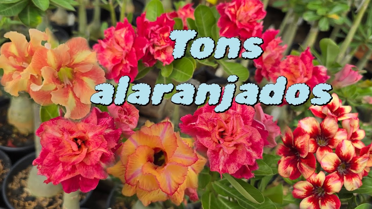 Rosa do deserto de laranja e misturas lindas entre os tons amarelo, vermelho e laranja 