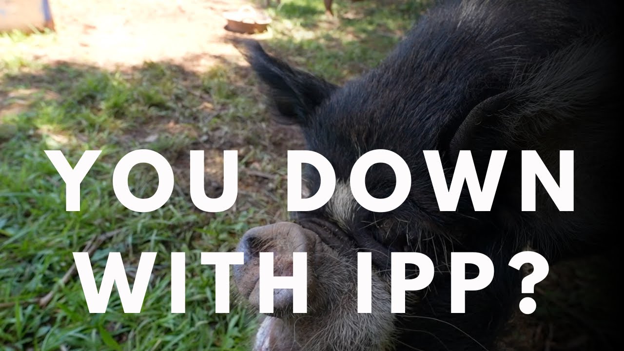 YOU DOWN WITH IPP | ALL ABOUT IDAHO PASTURE PIGS ON THE HOMESTEAD