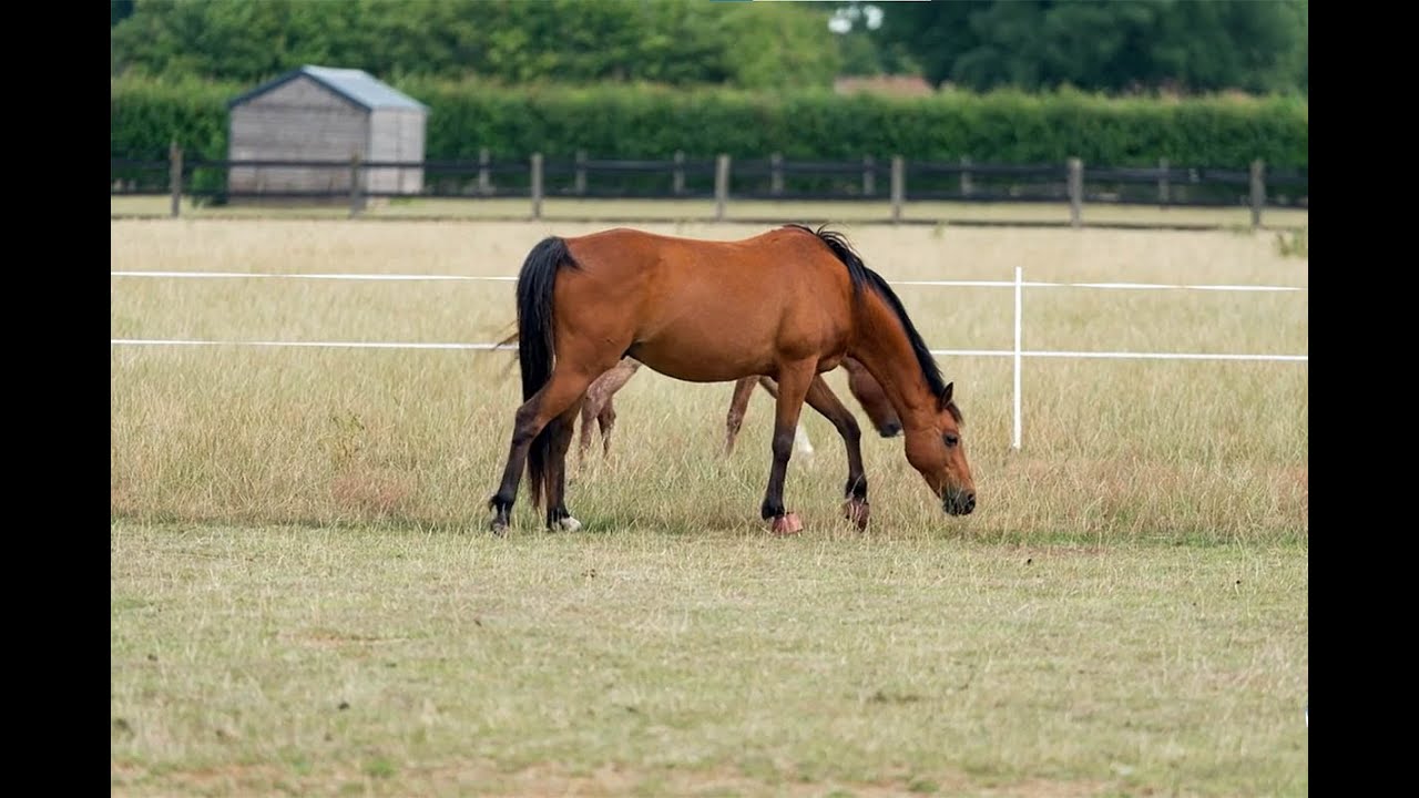 The Benefits and Uses of Strip-Grazing Horses