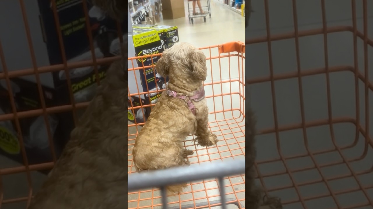 Sometimes I cart surf, sometimes I just chill 🐶🛒