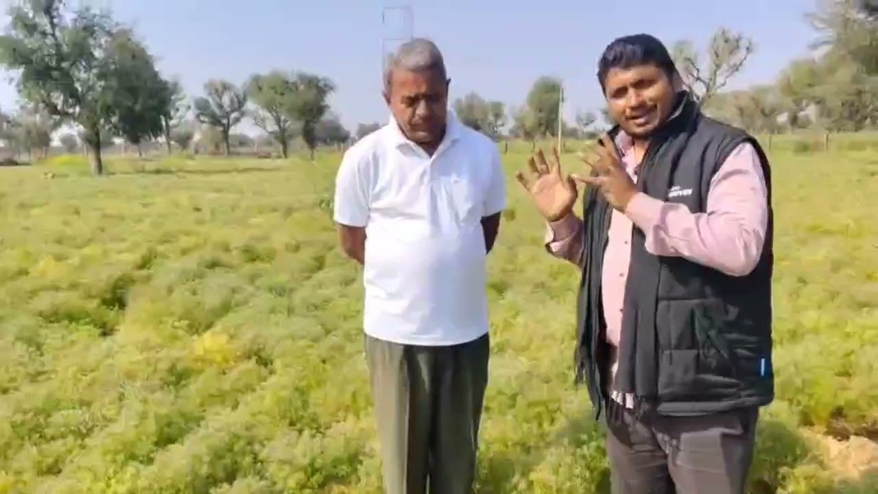 # जीरें की कहानी हरीराम जाट की जुबानी# सुपर जीरा #agriculturefarming #youtubeshorts