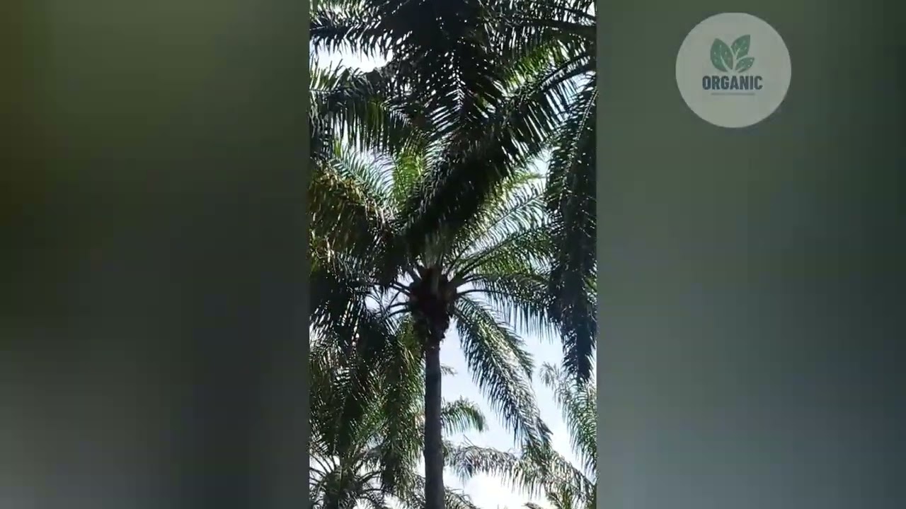 Cultivo De Palma De Aceite Y Sus Caracter&iacute;sticas