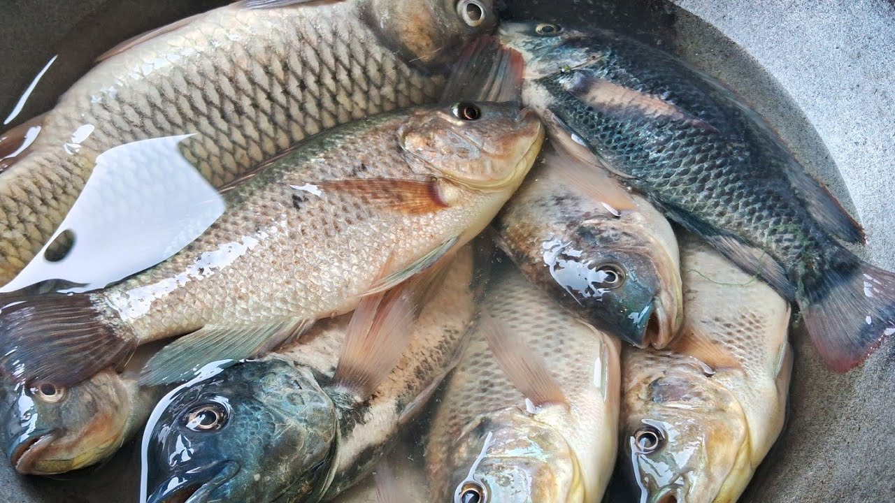 Kawaii Fish Curry Recipe #kawaii #fish #curryrecipe #familyvlog #food #cooking #recipe