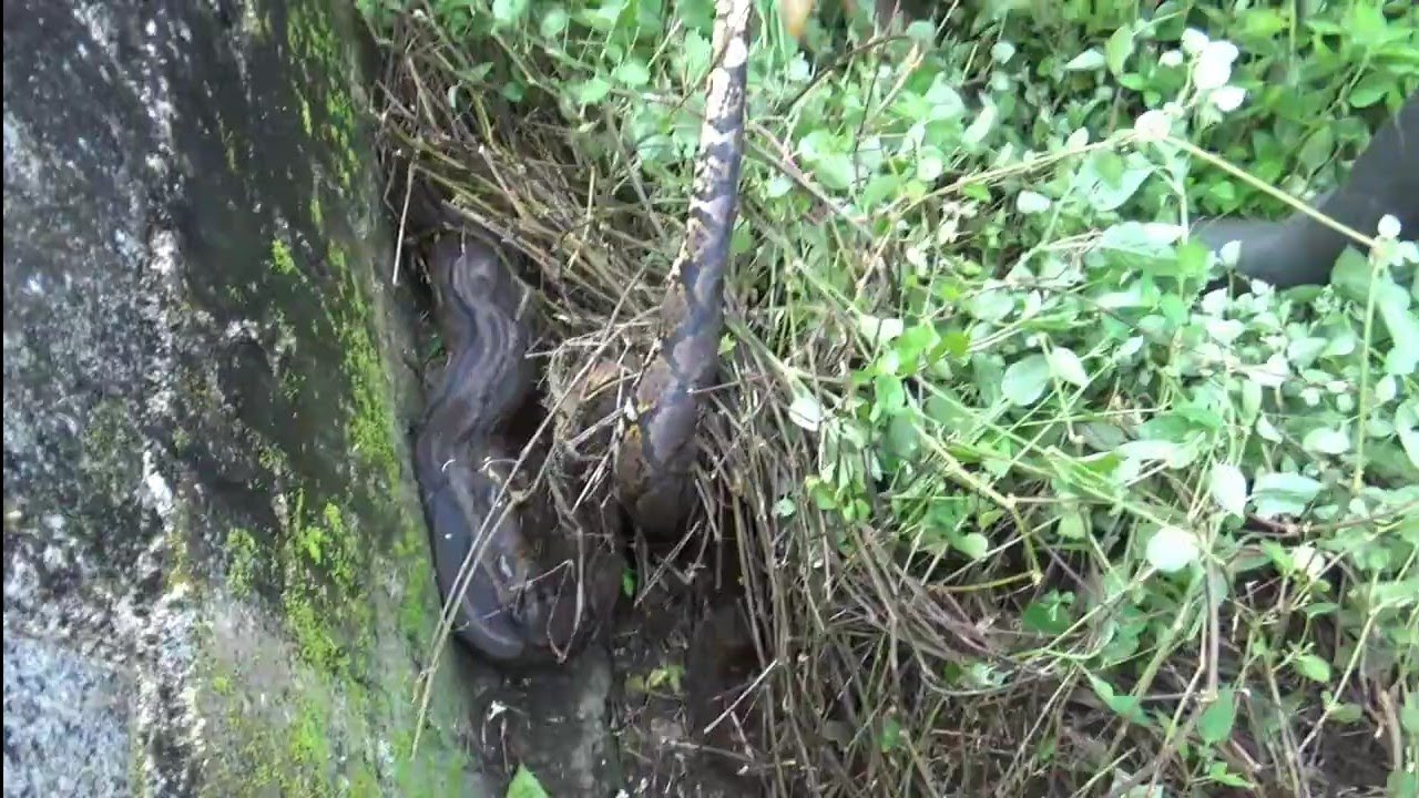 Penangkapan ular piton besar di ladang warga
