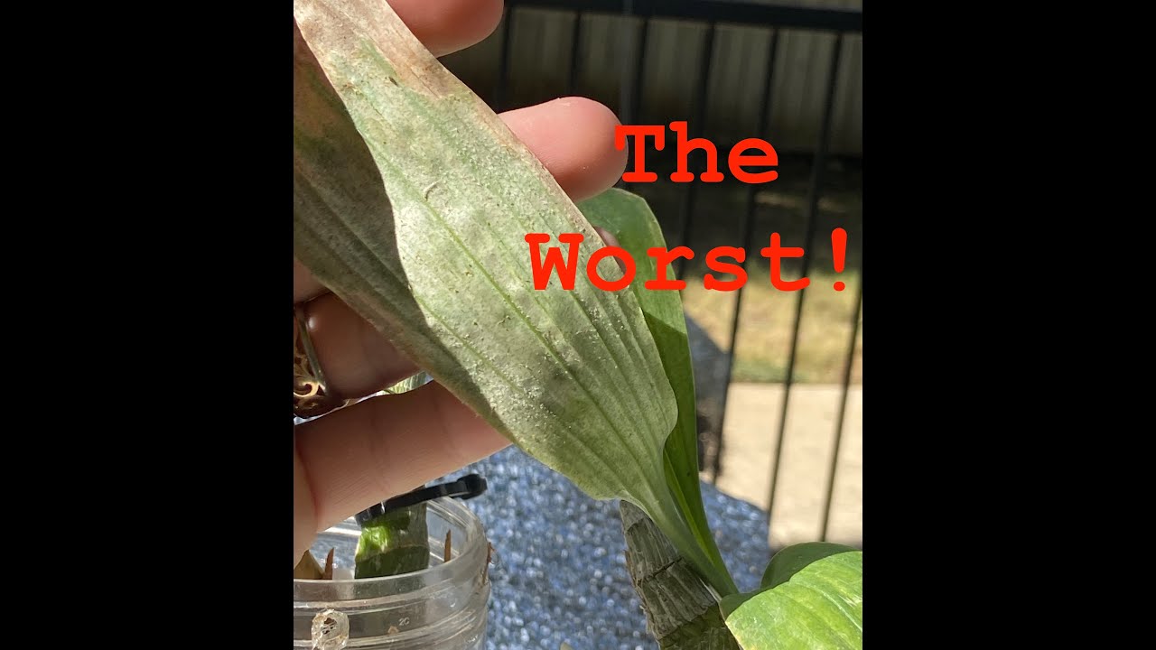 Spider Mites on Catasetums