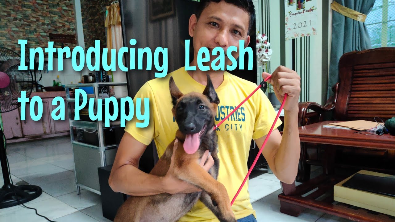 Kung Paano Sanayin sa Leash ang mga Puppy