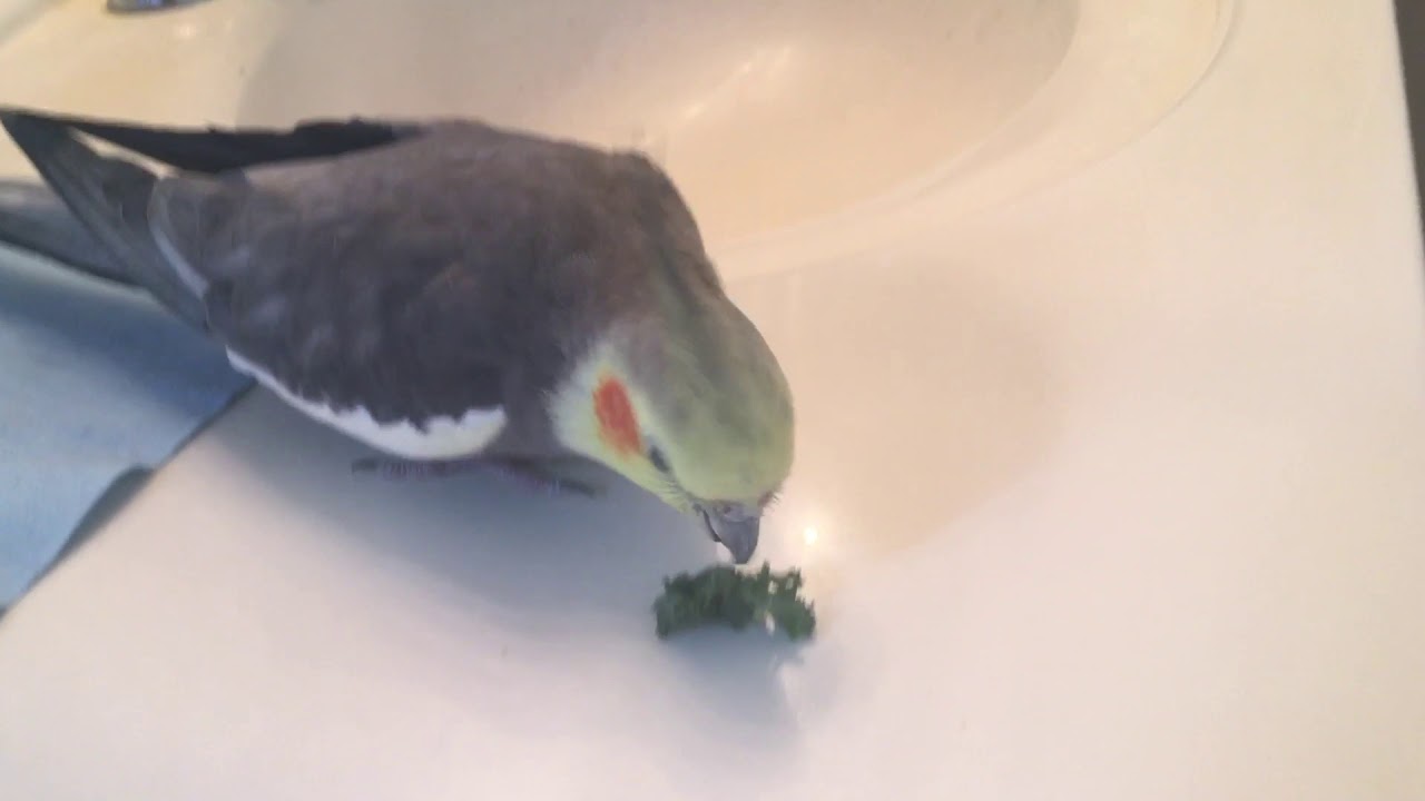 Milo eating kale