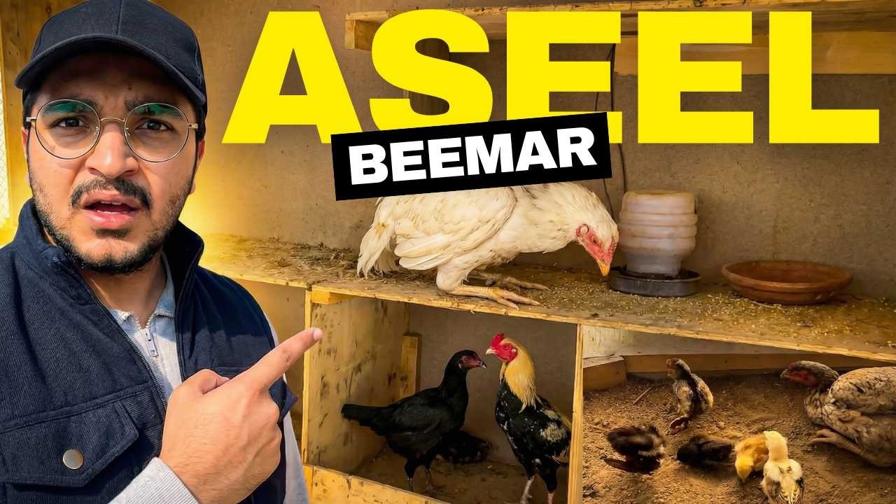 Hmari White aseel bemaar ho gai