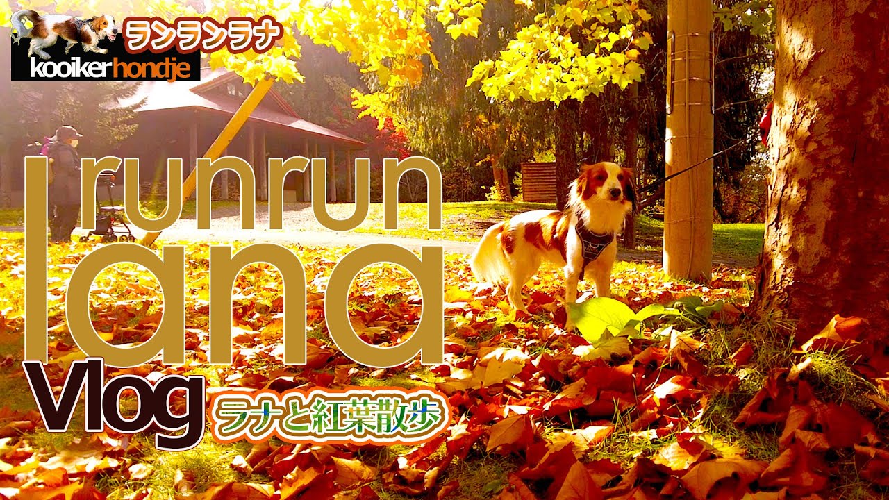 #66 　犬が喜ぶ秋の散歩　コーイケルホンディエ