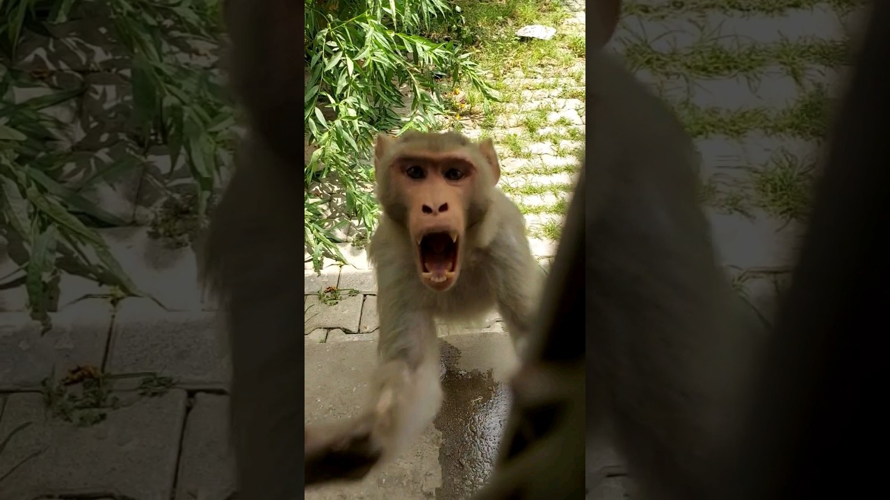 bandar | monkey | monkey video | bandar ka hamla | monkey attack | angry monky | gusse wala bandar