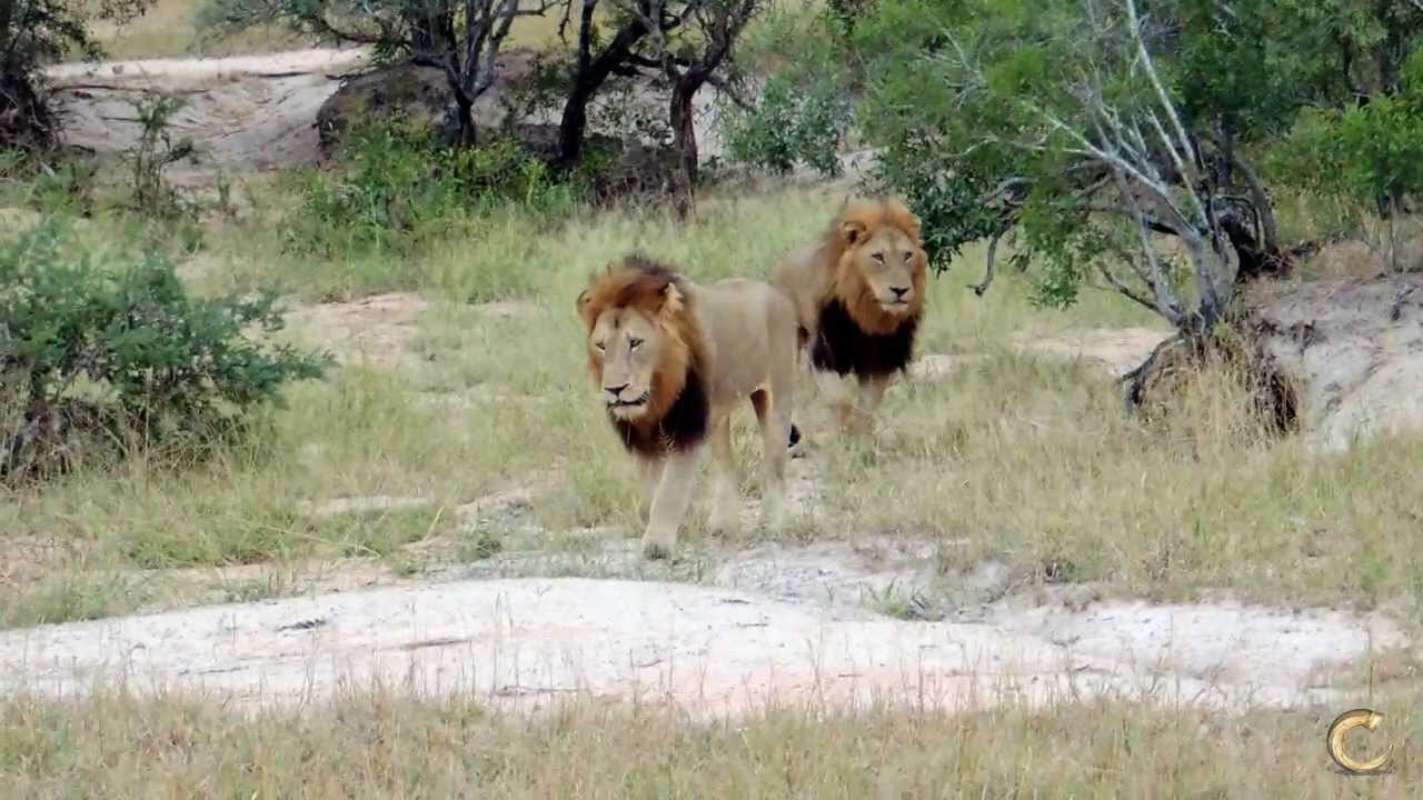 Lions of Tintswalo: Matimba males patrolling, roaring and showing some love