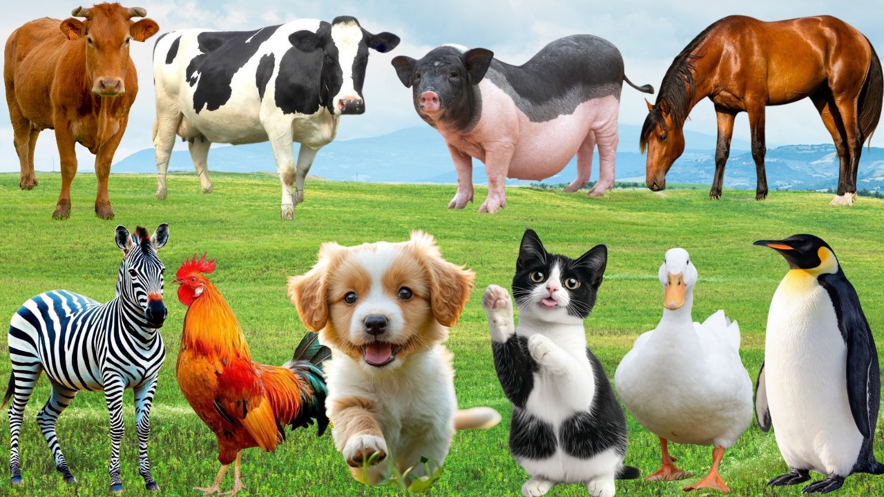 🌿 Mu&ocirc;n Lo&agrave;i Bỗng H&acirc;n Hoan H&ograve;a Giọng &ndash; Ch&oacute;, M&egrave;o, Heo & G&agrave; Đồng Ca Th&acirc;n Thương | Animals 🐶🐱🐓🐄