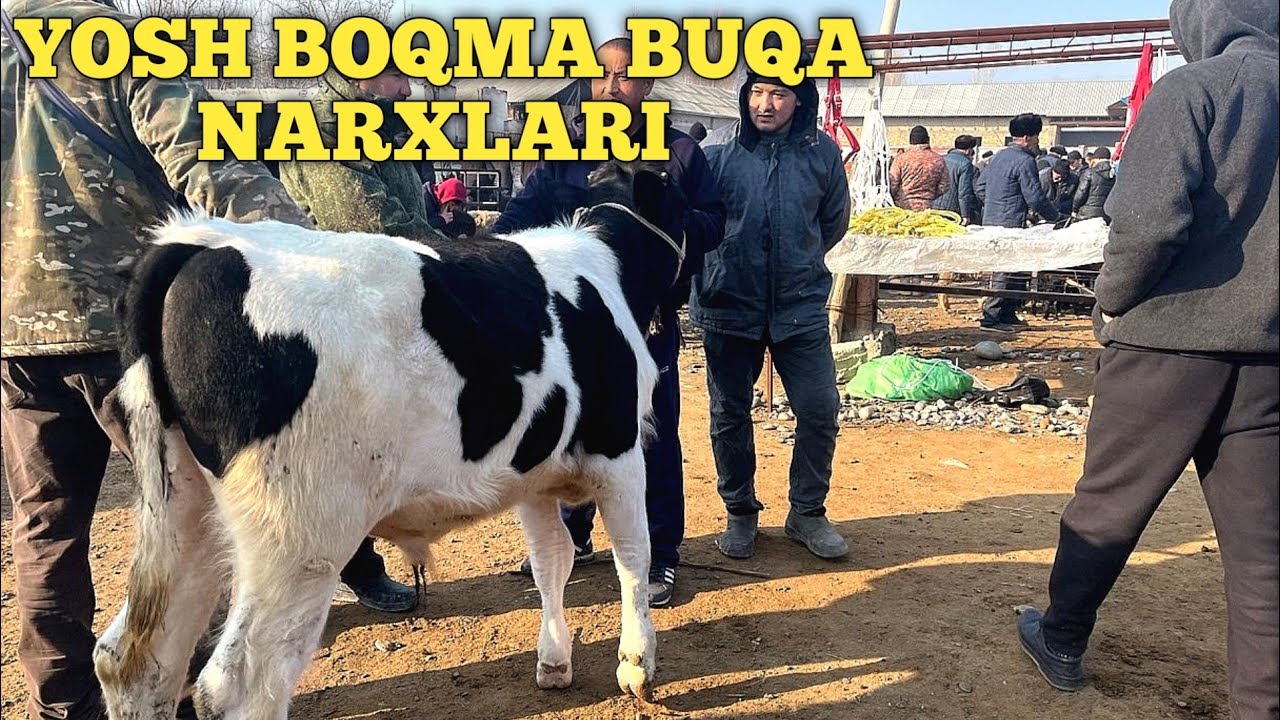 YOSH BOQMA BUQA NARXLARI BOGDOD CHORVA BOZORIDAN