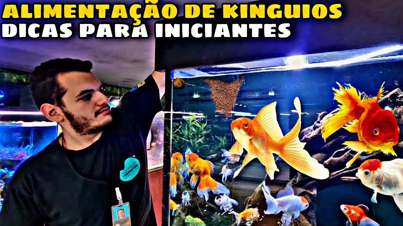 ALIMENTA&Ccedil;&Atilde;O DE KINGUIOS - DICAS PARA INICIANTES