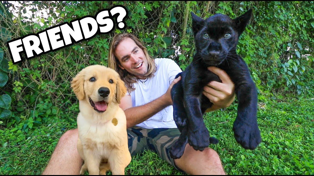 BLACK JAGUAR MEETS PUPPY FOR THE FIRST TIME ! WILL THEY BE FRIENDS ?!