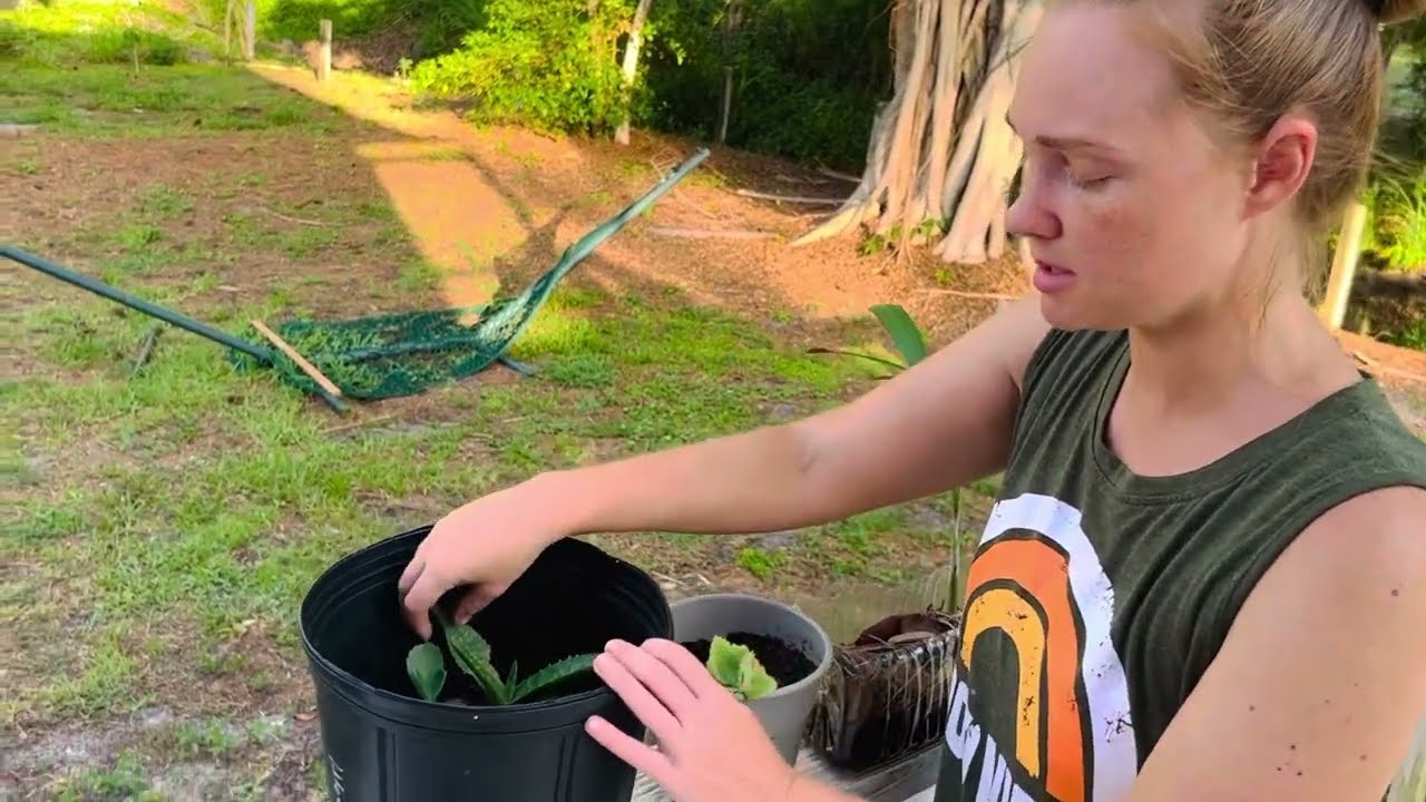 Finding Free plants
