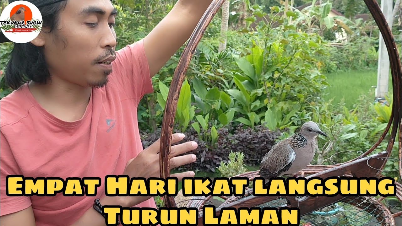 CARA MEMILIH BAHAN PIKAT TEKUKUR  AGAR INSTAN/CEPAT JADI.