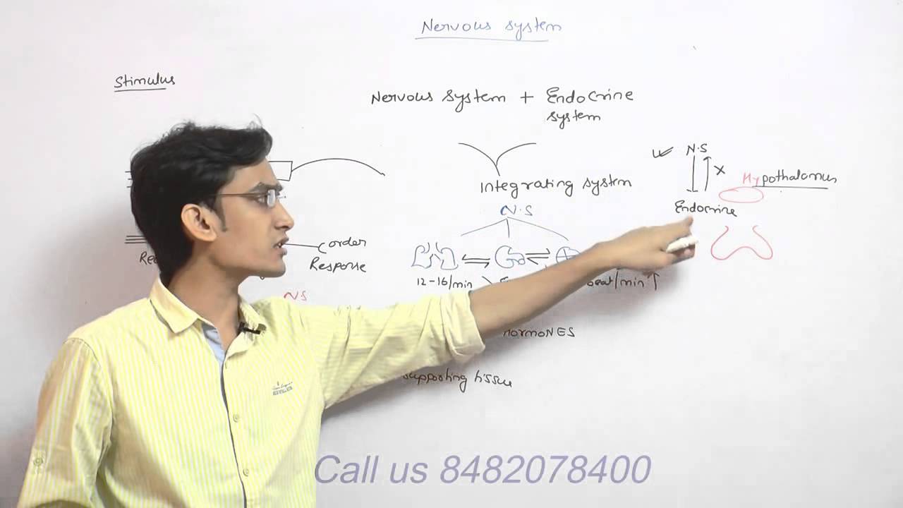 nervous system demo video lecture for AIPMT,BJEE,BHU,AFMC,AIIMS