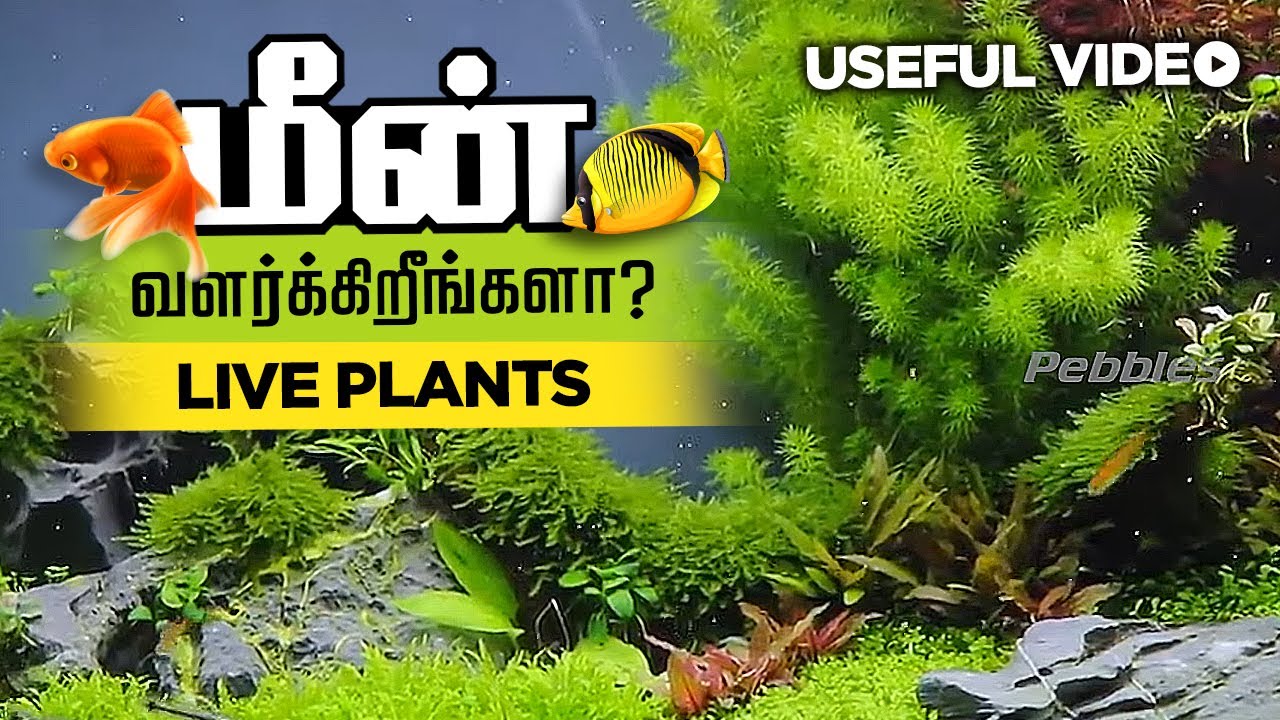 Planted Aquarium Shop Kolathur Fish Market | அகுவாரியம் செடிகள் வளரும் ரகசியங்கள் | Live plants Shop
