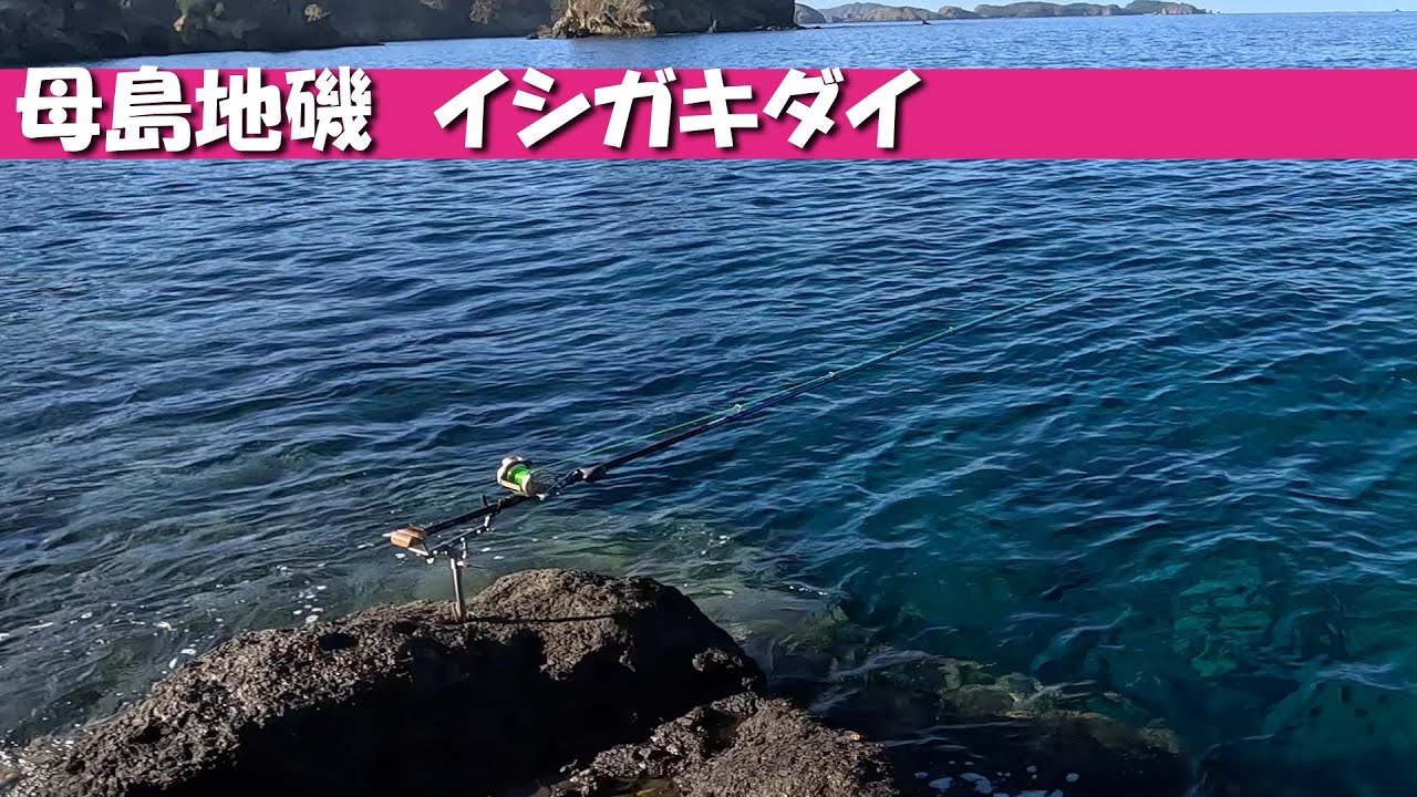 母島地磯　イシガキダイ