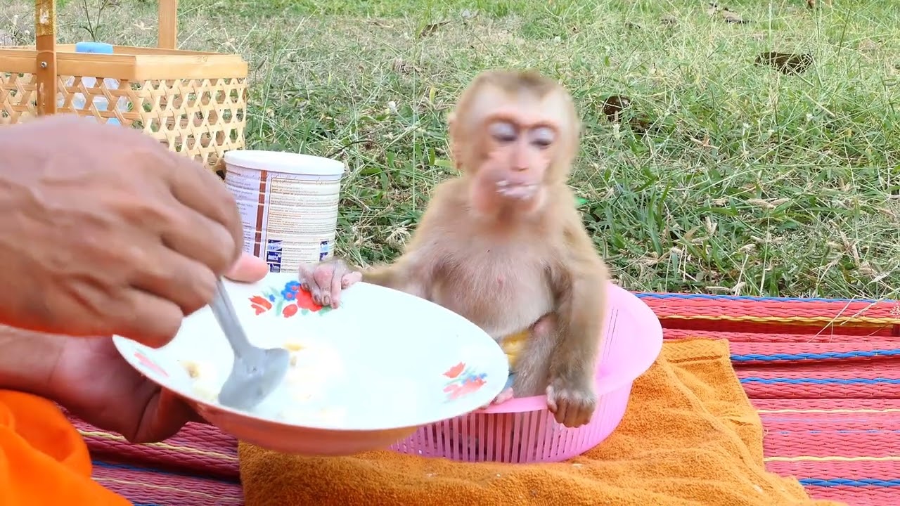Wow! Most hungry baby monkey eat food so fast