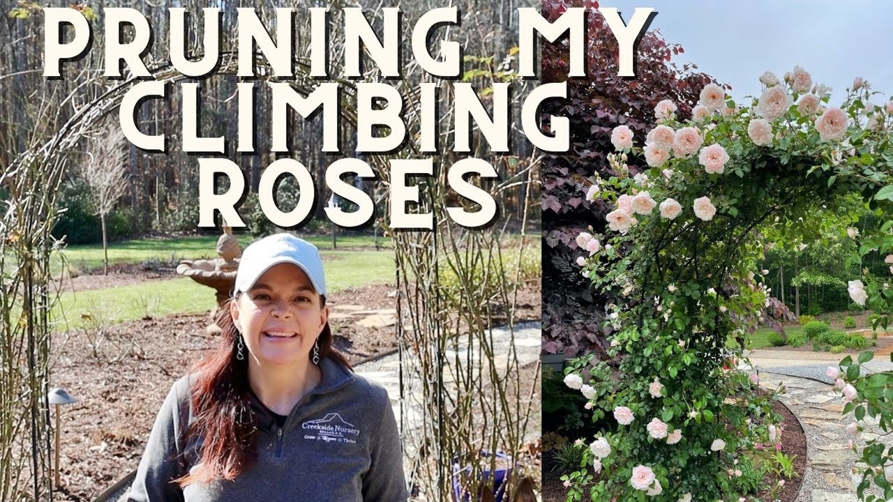 Pruning My Climbing Roses | Gardening with Creekside