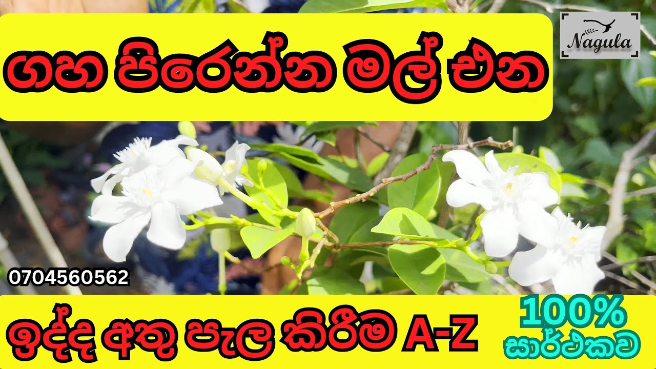 ඉතා පහසුවෙන් 100% ක් සාර්ථකව ඉද්ද අතු පැල කරන රහස. how to planting Snowflakes(idda) cuttings