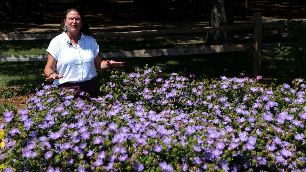 Get It Growing: Stokes’ Aster is great for pollinator gardens