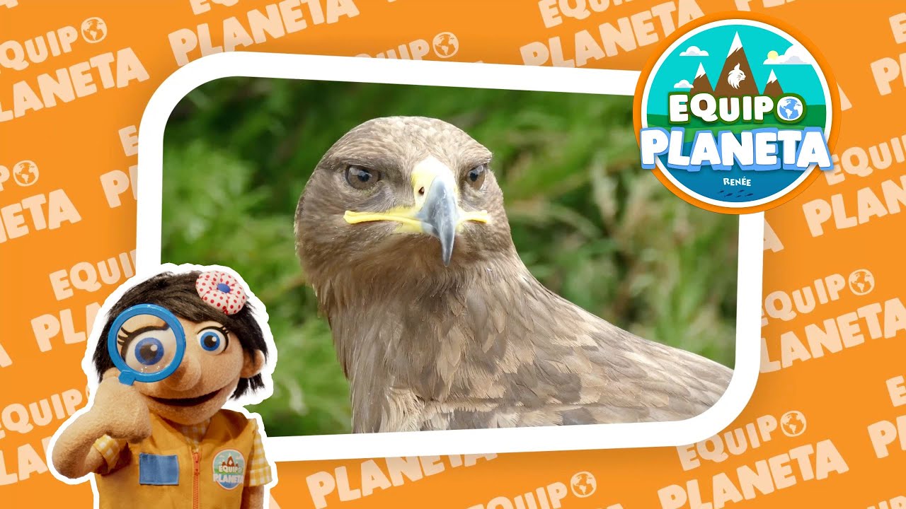 Cómo es el ÁGUILA IMPERIAL IBÉRICA | El REINO ANIMAL para NIÑOS | Vídeo Educativo