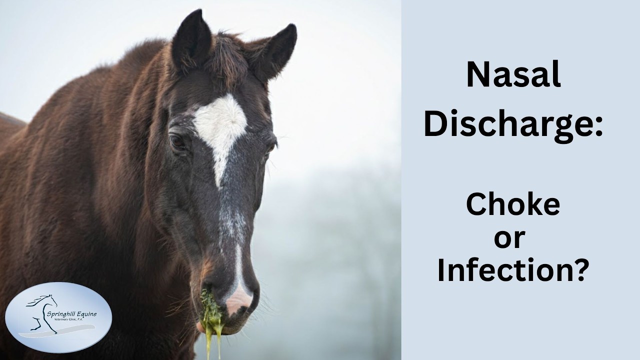 Nasal Discharge in Horses