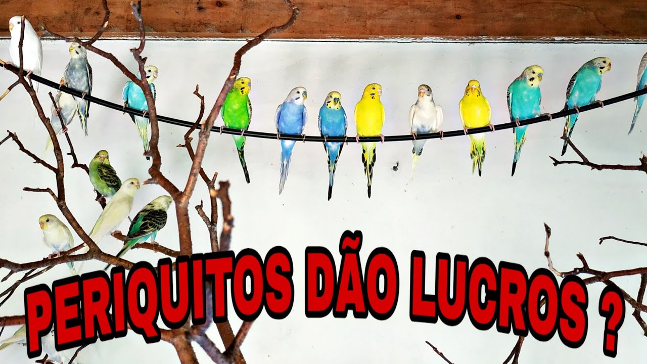 CRIAR PERIQUITOS AUSTRALIANOS É LUCRATIVO? VEJAM O VÍDEO