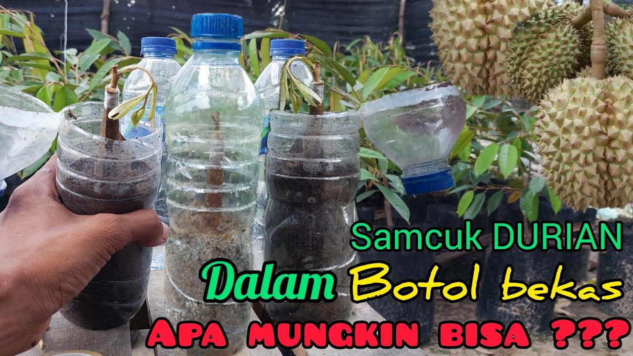 CARA terbaik samcuk DURIAN dalam BOTOL, Aman segala situasi.